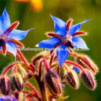 BORAGE CARRIER OIL